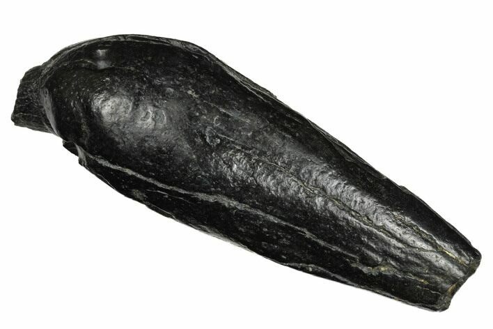 Fossil Sperm Whale (Scaldicetus) Tooth - South Carolina #175992